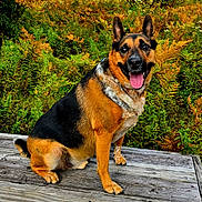 Shadow joined the competition — help win amazing prizes! animal, autumn, bench, dog, ears_up, foliage, german_shepherd, grass, greenery, happy, nature, outdoor, park, pet, sky, smiling, sunny, tongue_out, trees, wood