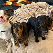 Hoskins Hounds is registered to the contest to win money with this photo: dogs, puppies, group_portrait, pets, canine, dachshund, boston_terrier, floppy_ears, brown_dog, black_dog, white_dog, sitting, couch, blanket, indoors, living_room, pet_collars, adorable, animal_photography, cozy