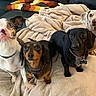 dogs, puppies, group_portrait, pets, canine, dachshund, boston_terrier, floppy_ears, brown_dog, black_dog, white_dog, sitting, couch, blanket, indoors, living_room, pet_collars, adorable, animal_photography, cozy