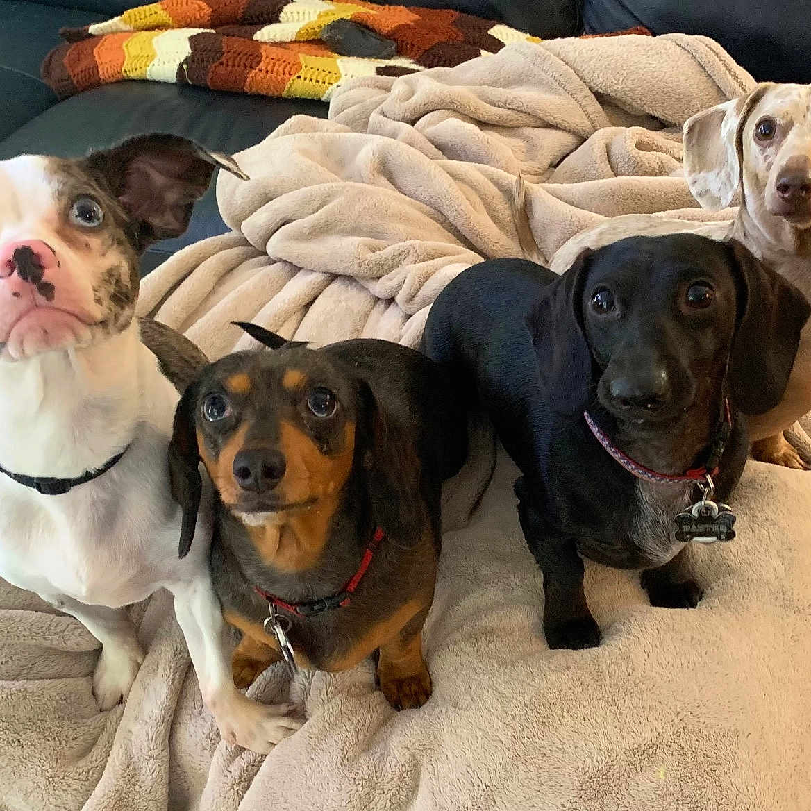 Hoskins Hounds
