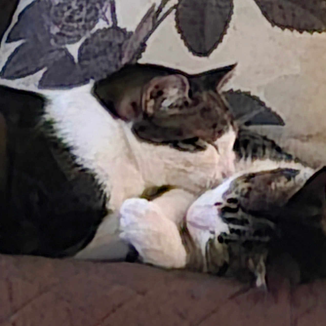 Zoe And Chloe joined the competition — help win amazing prizes! animal_pair, cat, cats, close_up, comfort, companionship, couch, cozy, domestic_animal, feline, fur, indoor, pet, pillow, resting, sleeping, snuggling, tabby, two_animals, whiskers