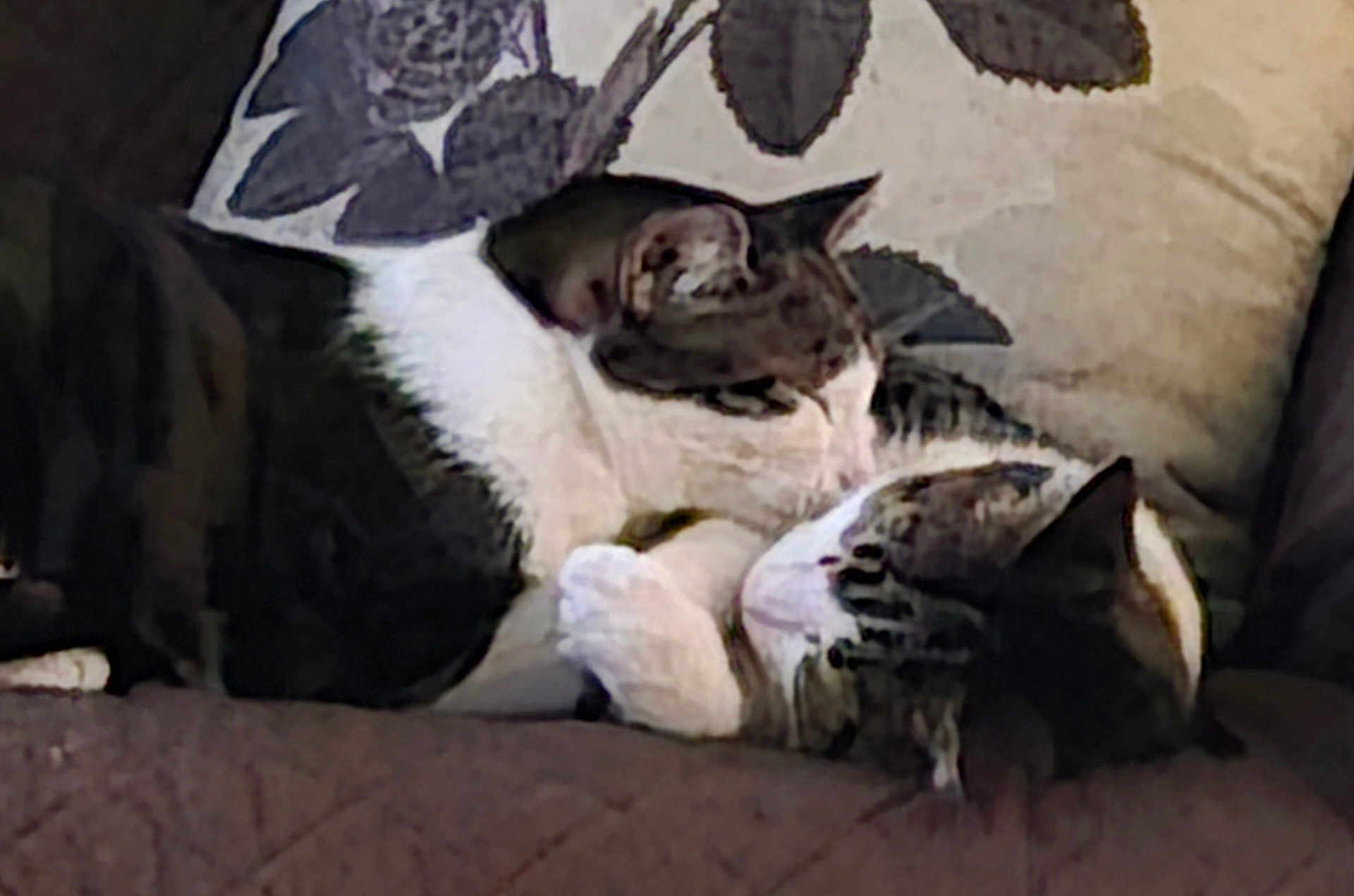 Zoe And Chloe joined the competition — help win amazing prizes! cat, cats, feline, pet, snuggling, couch, pillow, indoor, resting, sleeping, cozy, domestic_animal, two_animals, animal_pair, whiskers, fur, tabby, comfort, close_up, companionship