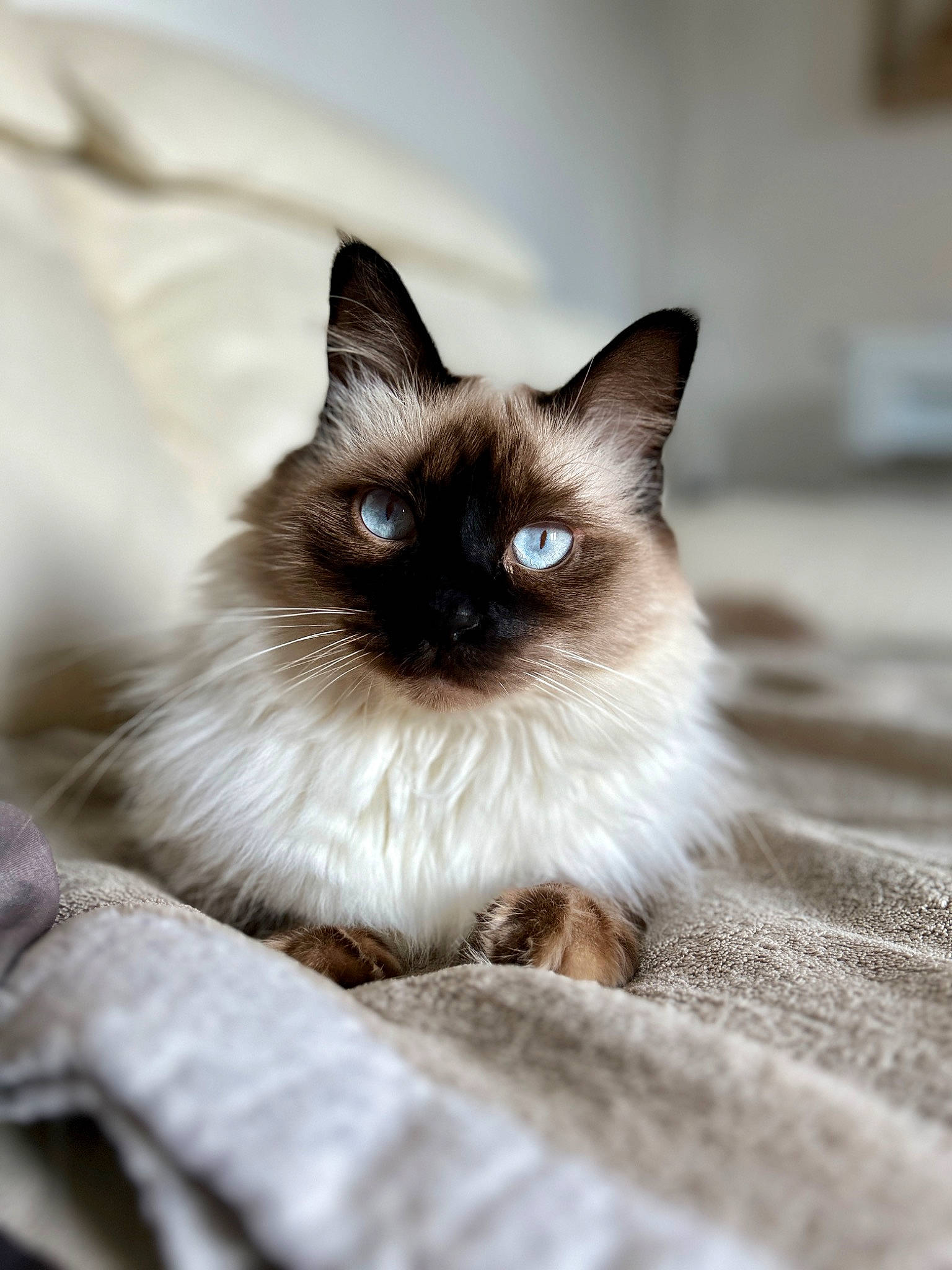 Repetto a rejoint le concours — aidez-le/la à gagner de superbes lots ! birman, carnivore, cat, eye, fawn, felidae, fur, iris, siamese, small_to_medium_sized_cats, snout, terrestrial_animal, thai, whiskers