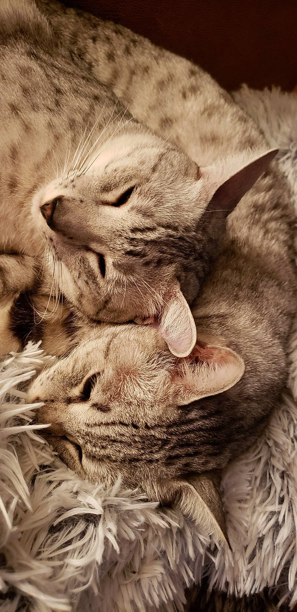 Amun is registered to the contest to win money with this photo: asian, black_and_white, carnivore, cat, claw, close_up, european_shorthair, felidae, fur, kitten, nap, organism, photography, pixie_bob, sleep, small_to_medium_sized_cats, snout, tabby_cat, whiskers