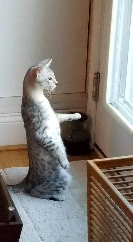 Amun is registered to the contest to win money with this photo: aegean_cat, american_curl, asian, carnivore, cat, domestic_short_haired_cat, egyptian_mau, european_shorthair, felidae, kitten, mammal, ojos_azules, polydactyl_cat, small_to_medium_sized_cats, tail, turkish_angora, turkish_van, vertebrate, whiskers, window