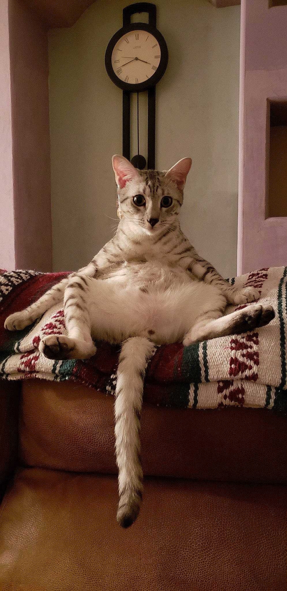 Amun joined the competition — help win amazing prizes! aegean_cat, arabian_mau, asian, carnivore, cat, devon_rex, egyptian_mau, european_shorthair, felidae, kitten, mammal, ocicat, oriental_longhair, oriental_shorthair, rex_cat, small_to_medium_sized_cats, tabby_cat, tail, vertebrate, whiskers