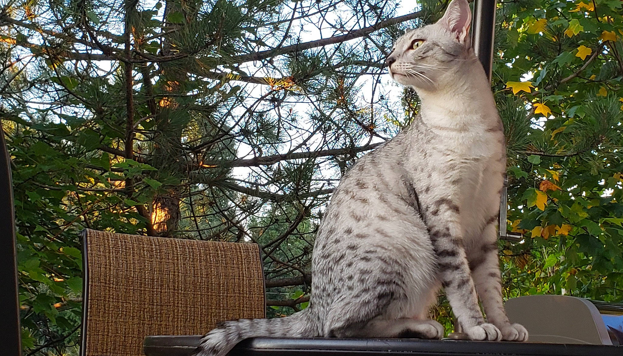 Amun is registered to the contest to win money with this photo: asian, australian_mist, bengal, california_spangled, carnivore, cat, domestic_short_haired_cat, dragon_li, egyptian_mau, european_shorthair, felidae, mammal, ocicat, plant, savannah, small_to_medium_sized_cats, tree, vertebrate, whiskers, wildlife