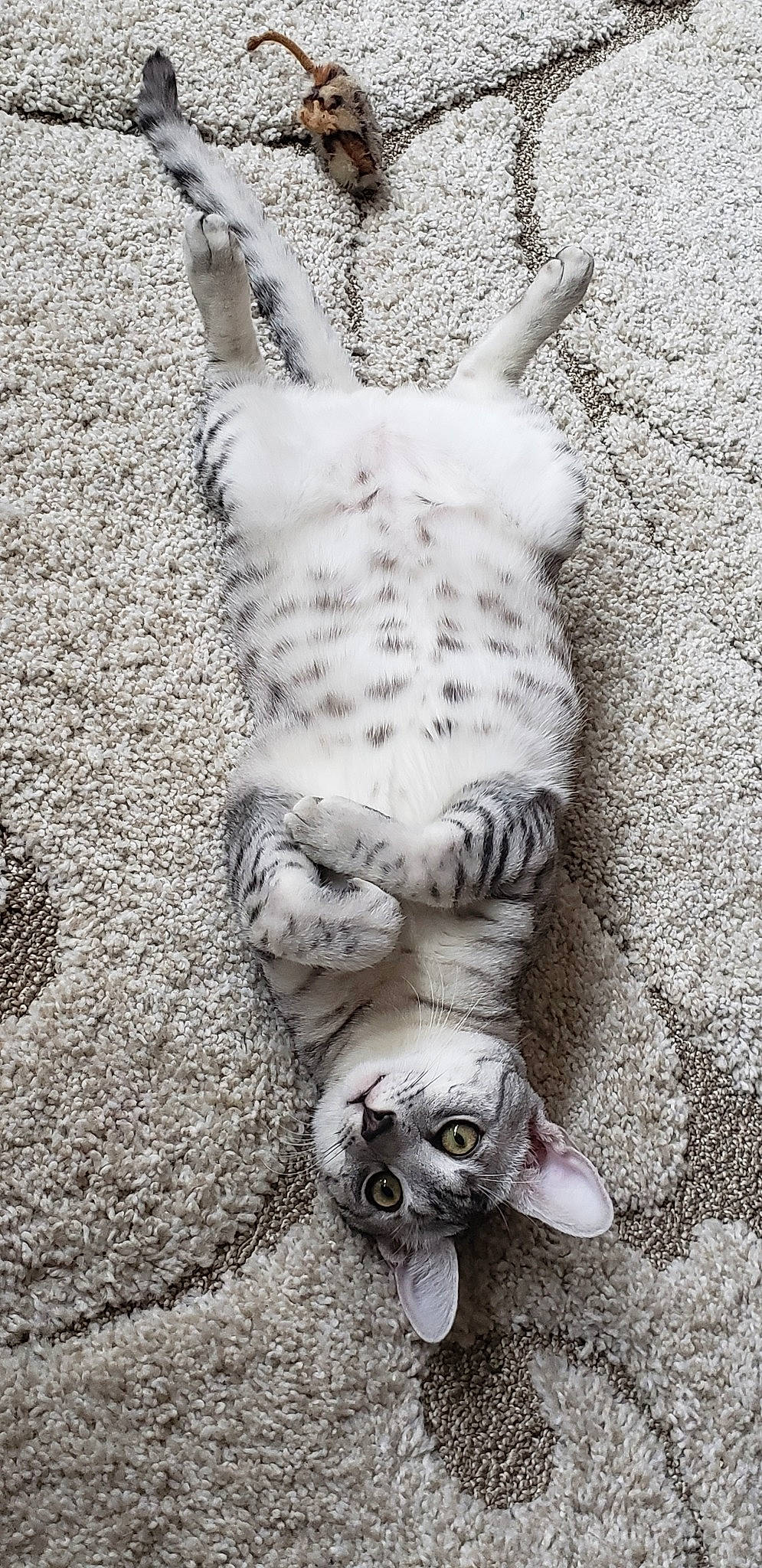 Amun joined the competition — help win amazing prizes! australian_shepherd, canidae, carnivore, cat, claw, dog_breed, english_setter, fawn, felidae, paw, sporting_group, tail