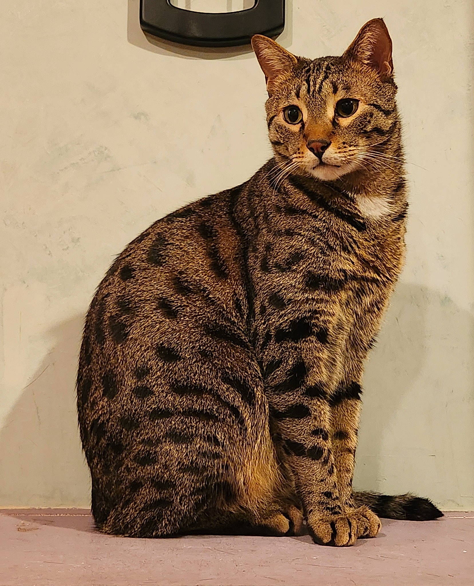 Ra is registered to the contest to win money with this photo: carnivore, cat, domestic_short_haired_cat, eye, felidae, foot, fur, paw, sitting, small_to_medium_sized_cats, snout, tail, terrestrial_animal, whiskers, wildlife