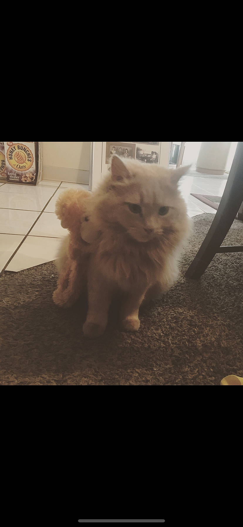 Rocky joined the competition — help win amazing prizes! carnivore, cat, claw, comfort, companion_dog, fawn, felidae, flooring, fur, hardwood, paw, sitting, small_to_medium_sized_cats, snout, tail, terrestrial_animal, whiskers, wood