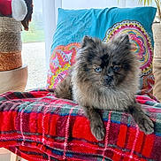 Nino participe au concours pour gagner de l'argent avec cette photo : basket, blanket, blue_eyes, brown_fur, colorful_pillow, cushion, dog, fluffy, home_decor, houseplant, indoors, long_hair, pet, plaid, portrait, puppy, red_blanket, sitting, small_dog, window