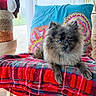 dog, puppy, fluffy, small_dog, long_hair, sitting, portrait, indoors, blanket, plaid, red_blanket, colorful_pillow, cushion, houseplant, basket, window, home_decor, brown_fur, blue_eyes, pet