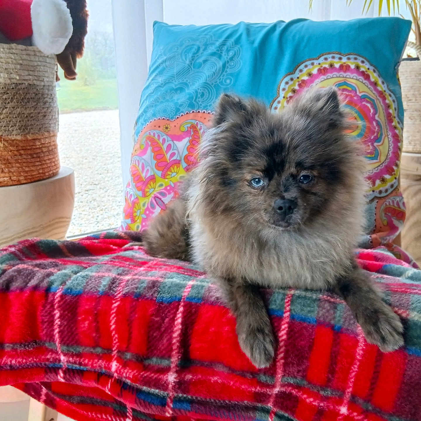 Nino participe au concours pour gagner de l'argent avec cette photo : basket, blanket, blue_eyes, brown_fur, colorful_pillow, cushion, dog, fluffy, home_decor, houseplant, indoors, long_hair, pet, plaid, portrait, puppy, red_blanket, sitting, small_dog, window