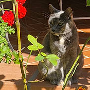 Hermione a rejoint le concours — aidez-le/la à gagner de superbes lots ! cat, gray_cat, flower, red_flower, orange_flower, plant, green_leaves, porch, tile_floor, sunlight, shadow, outdoor, pet, feline, nature, calm, sitting, closeup, garden, daylight
