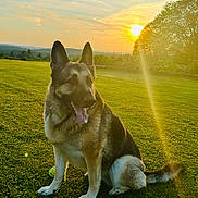 Zelly She-Ra is registered to the contest to win money with this photo: dog, german_shepherd, outdoor, grass, sunset, sky, nature, pet, canine, animal, portrait, sunlight, field, mammal, sitting, happy, tongue_out, daylight, greenery, scenic