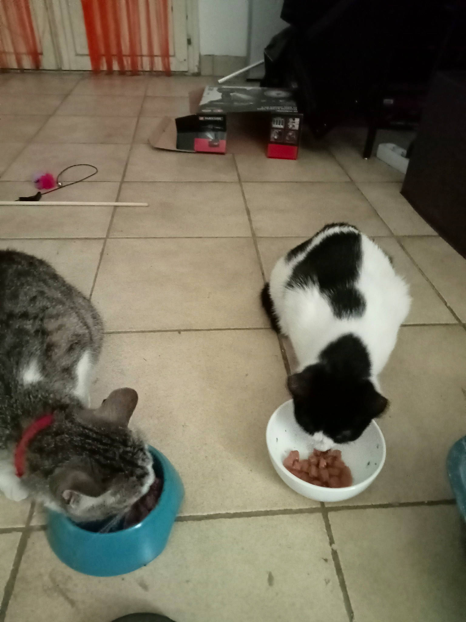 Mistigris a rejoint le concours — aidez-le/la à gagner de superbes lots ! animal_feed, canidae, carnivore, cat, cat_food, cat_supply, companion_dog, dog_breed, domestic_short_haired_cat, felidae, floor, flooring, fur, hardwood, pet_food, pet_supply, small_to_medium_sized_cats, snout, tail, whiskers