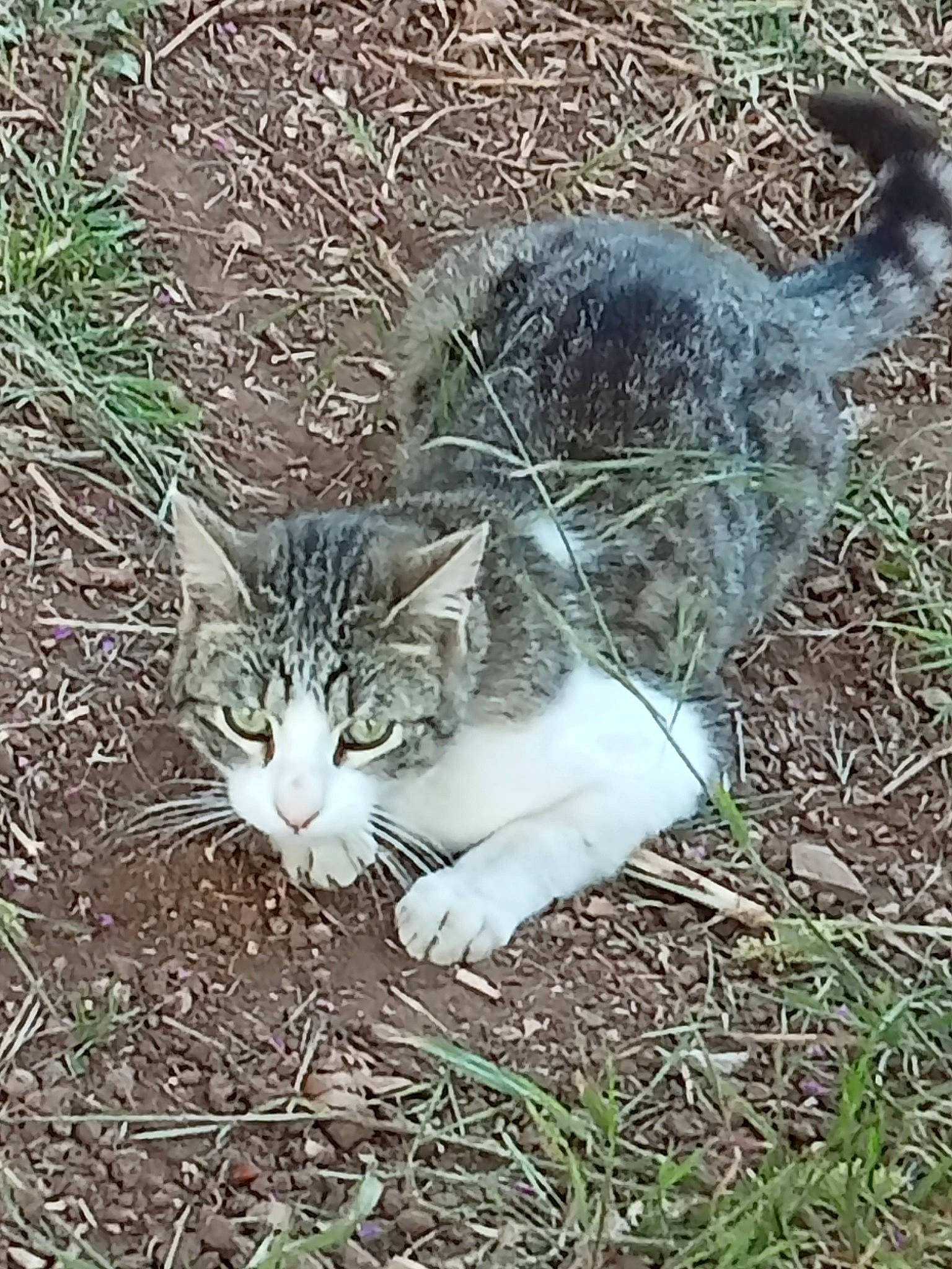 Mistigris participe au concours pour gagner de l'argent avec cette photo : carnivore, cat, domestic_short_haired_cat, fawn, felidae, fur, grass, groundcover, mammal, plant, sitting, small_to_medium_sized_cats, snout, soil, tail, terrestrial_animal, tree, vertebrate, whiskers, wildlife