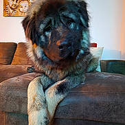 Kaïzen a rejoint le concours — aidez-le/la à gagner de superbes lots ! dog, fluffy_dog, couch, living_room, paws, crossed_paws, brown_furniture, portrait_paintings, wall_art, indoor, pet, canine, furry, relaxed, home, decor, animal, large_dog, seated, cozy