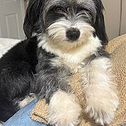 Macho joined the competition — help win amazing prizes! animal, black_and_white, blanket, canine, closeup, companion, cozy, cute, dog, fluffy, fur, home, indoor, laying, paws, pet, portrait, relaxed, soft, towel