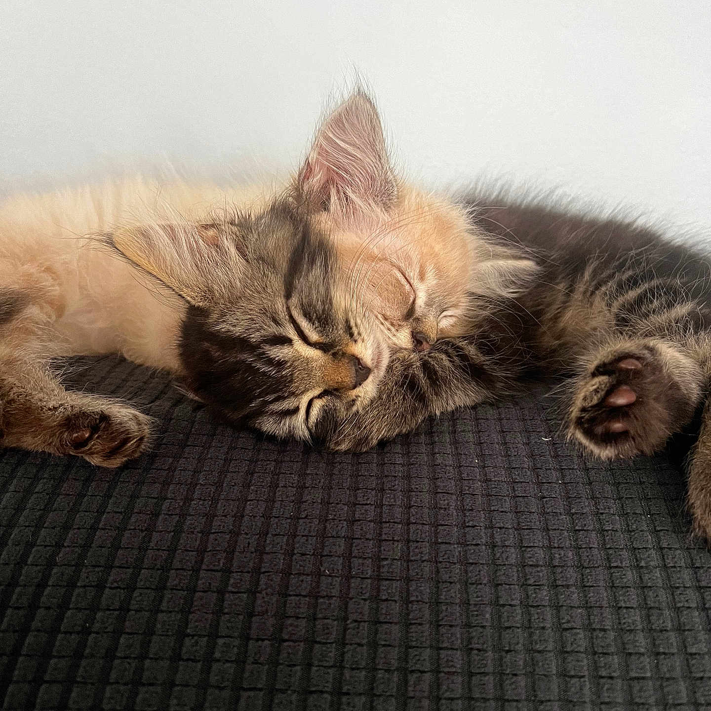 Max And Tito joined the competition — help win amazing prizes! abyssinian, animal, armchair, cat, chair, couch, furniture, kitten, manx, person, pet, siamese, sleeping