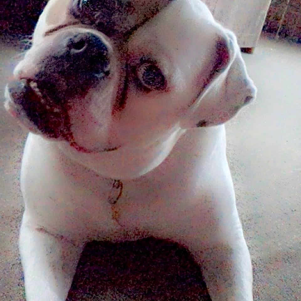Penny