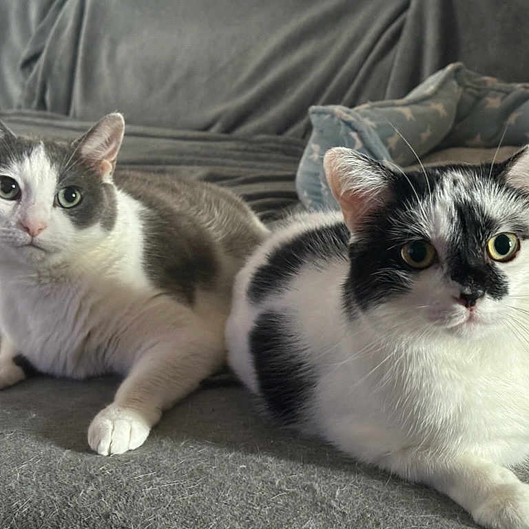 Kiara Et Nala a rejoint le concours — aidez-le/la à gagner de superbes lots ! animal, bed, black_and_white, cat, cats, couch, cozy, cute, domestic, ears, eyes, fur, furniture, indoor, laying, pattern, pets, relaxed, two, whiskers