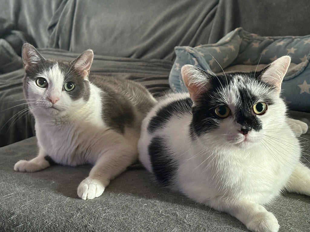 Kiara Et Nala a rejoint le concours — aidez-le/la à gagner de superbes lots ! cat, cats, black_and_white, fur, pets, indoor, couch, furniture, animal, cute, relaxed, laying, whiskers, ears, eyes, bed, pattern, cozy, domestic, two