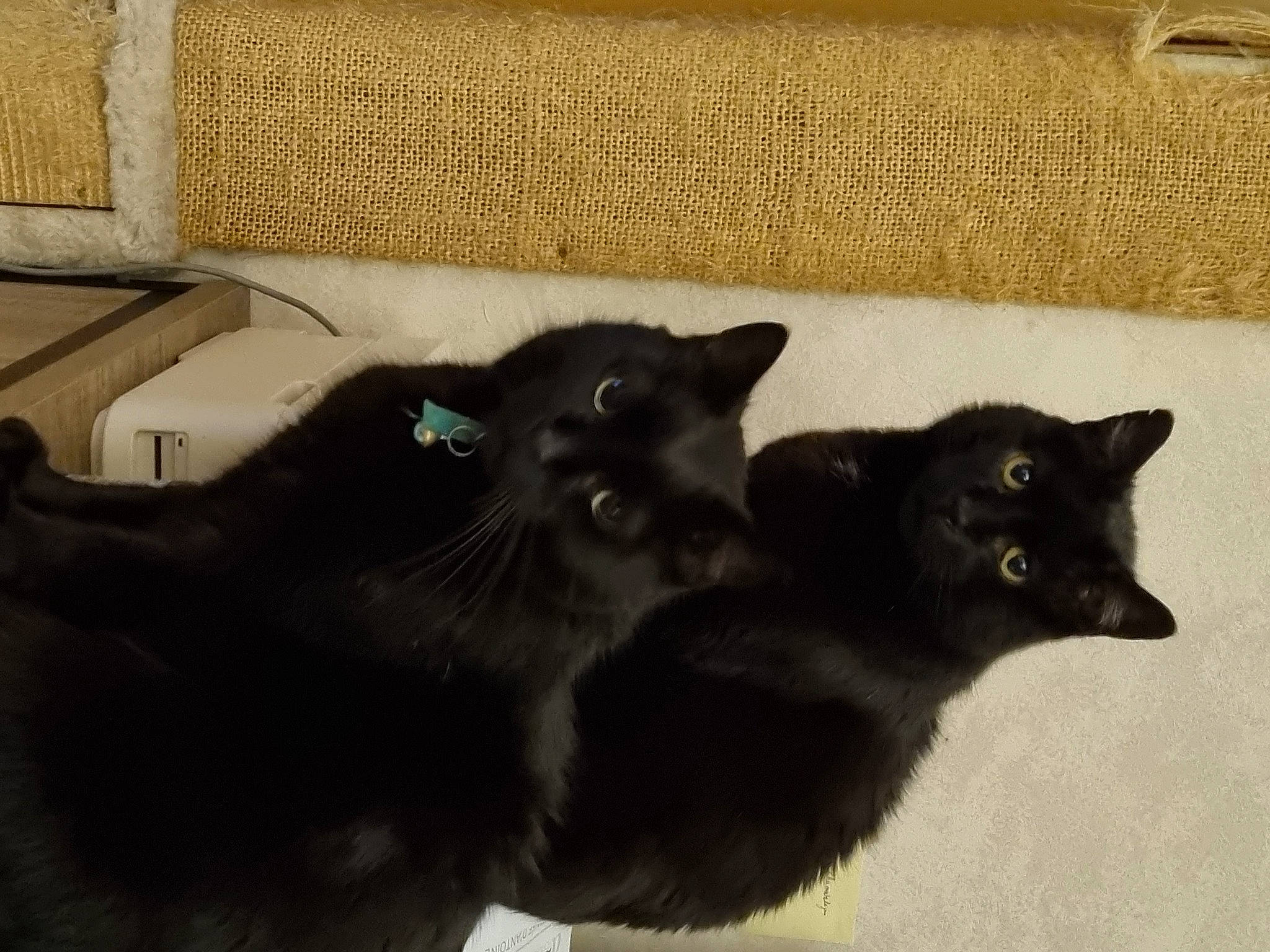 Diego a rejoint le concours — aidez-le/la à gagner de superbes lots ! black_cat, bombay, carnivore, cat, claw, couch, domestic_short_haired_cat, felidae, fur, grey, mammal, small_to_medium_sized_cats, snout, tail, terrestrial_animal, vertebrate, whiskers, window