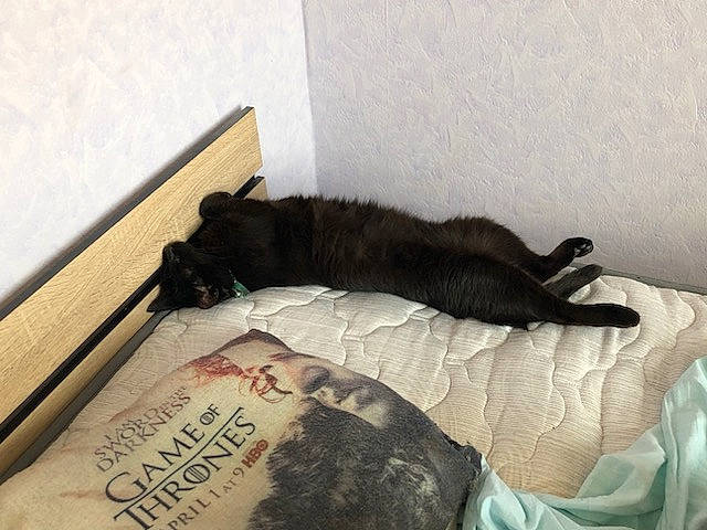 Diego a rejoint le concours — aidez-le/la à gagner de superbes lots ! black_cat, brown, canidae, carnivore, cat, comfort, companion_dog, dog_breed, domestic_short_haired_cat, felidae, fur, hardwood, linens, nap, room, small_to_medium_sized_cats, sporting_group, tail, terrestrial_animal, whiskers