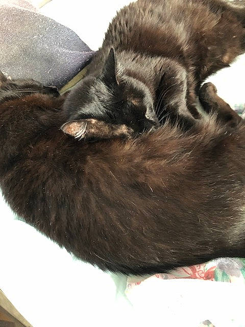 Calin participe au concours pour gagner de l'argent avec cette photo : black_cat, carnivore, cat, claw, comfort, domestic_short_haired_cat, ear, felidae, fur, nap, paw, sleep, small_to_medium_sized_cats, snout, tail, terrestrial_animal, whiskers