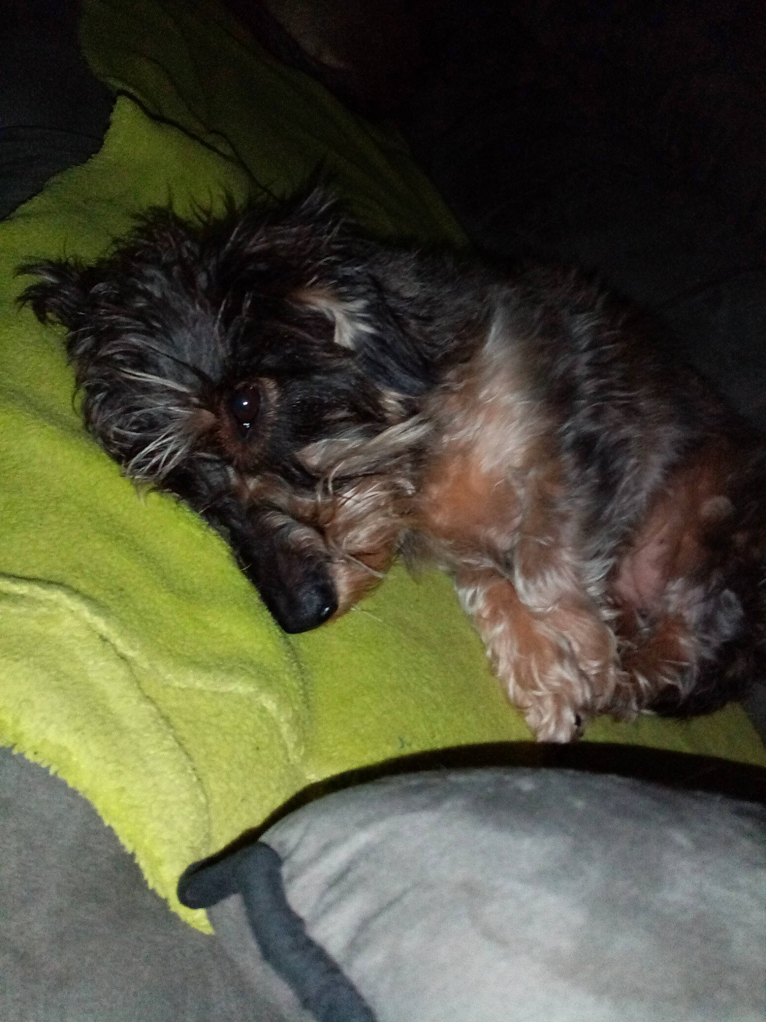 Glamour a rejoint le concours — aidez-le/la à gagner de superbes lots ! cairn_terrier, canidae, carnivore, dog, dog_breed, puppy, schnoodle, sporting_group, terrier, yorkipoo