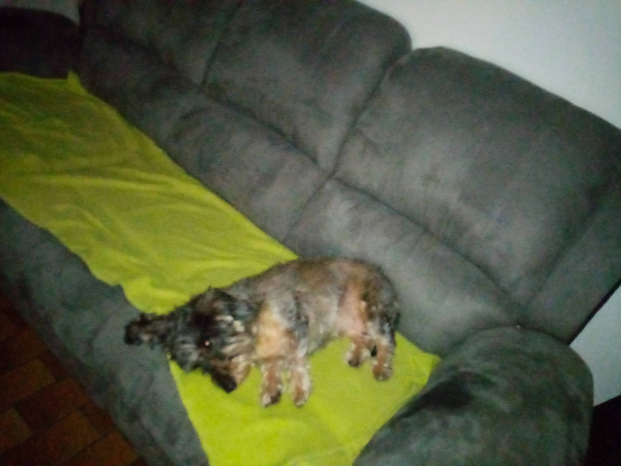 Glamour a rejoint le concours — aidez-le/la à gagner de superbes lots ! border_terrier, cairn_terrier, canidae, carnivore, dog, dog_breed, mammal, sporting_group