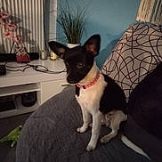 Mia participe au concours pour gagner de l'argent avec cette photo : dog, pet, indoor, couch, collar, plant, pillow, gray, black, white, home, decor, flower, vase, furniture, relaxed, seated, small_dog, living_room, cozy