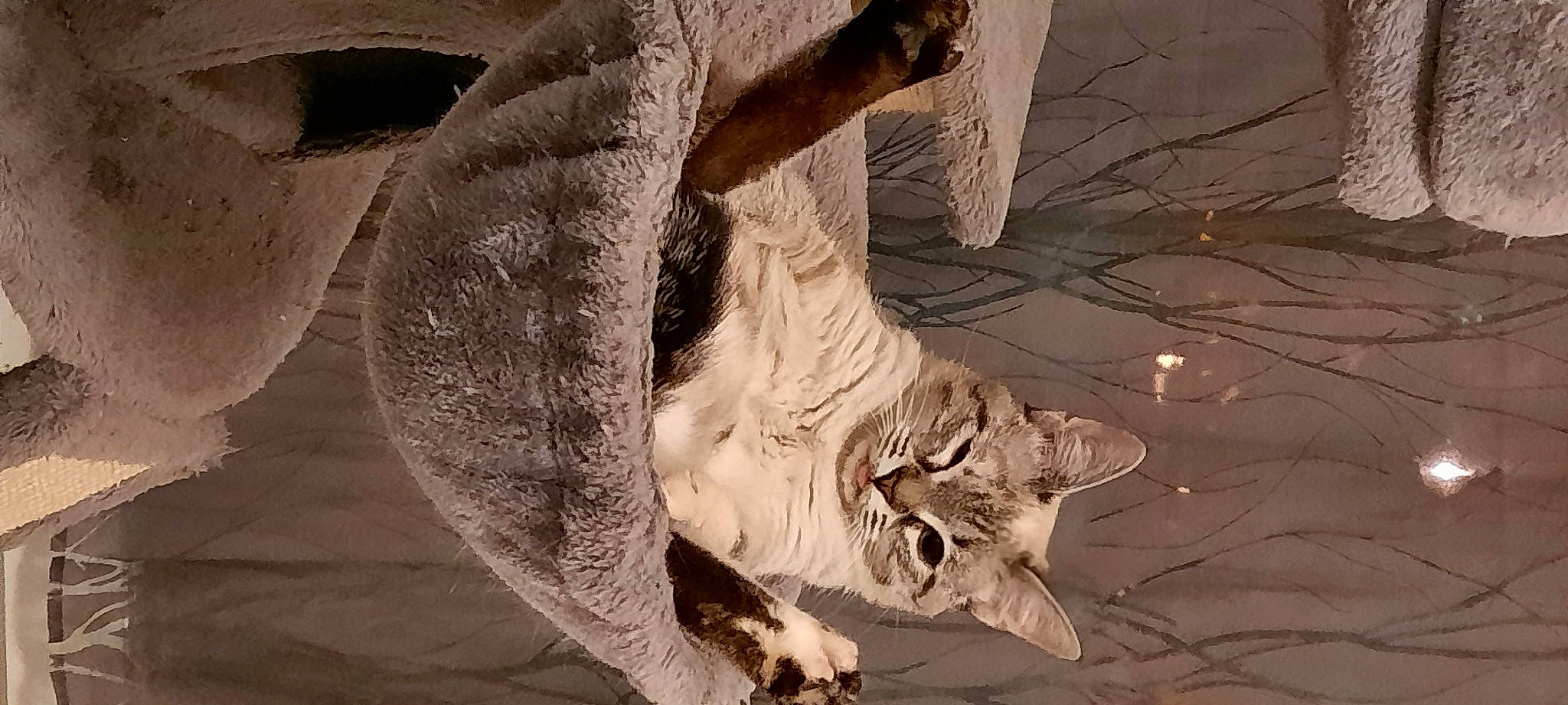 Corail participe au concours pour gagner de l'argent avec cette photo : art, artifact, big_cats, carnivore, cat, domestic_short_haired_cat, felidae, monochrome, monochrome_photography, plant, sculpture, small_to_medium_sized_cats, tail, terrestrial_animal, tree, trunk, twig, whiskers, wing, wood