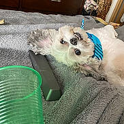 Trouble is registered to the contest to win money with this photo: bandana, bedroom, blanket, cozy, cute, dog, fur, gray_blanket, green_cup, indoor, leopard_print, lying_down, pet, remote_control, smiling_dog, teeth, tongue, upside_down, white_fur, wooden_furniture