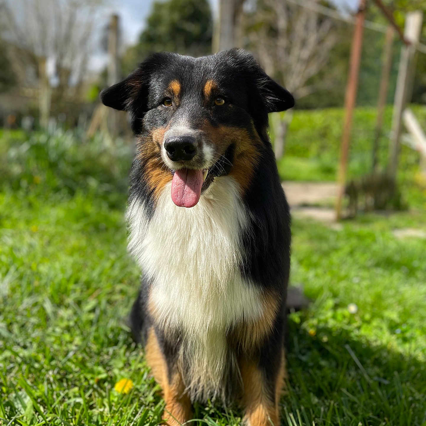 Simba a rejoint le concours — aidez-le/la à gagner de superbes lots ! animal, canine, daylight, dog, domestic_animal, ears, friendly, fur, garden, grass, greenery, happy, muzzle, nature, outdoor, pet, portrait, sitting, sunlight, tongue_out