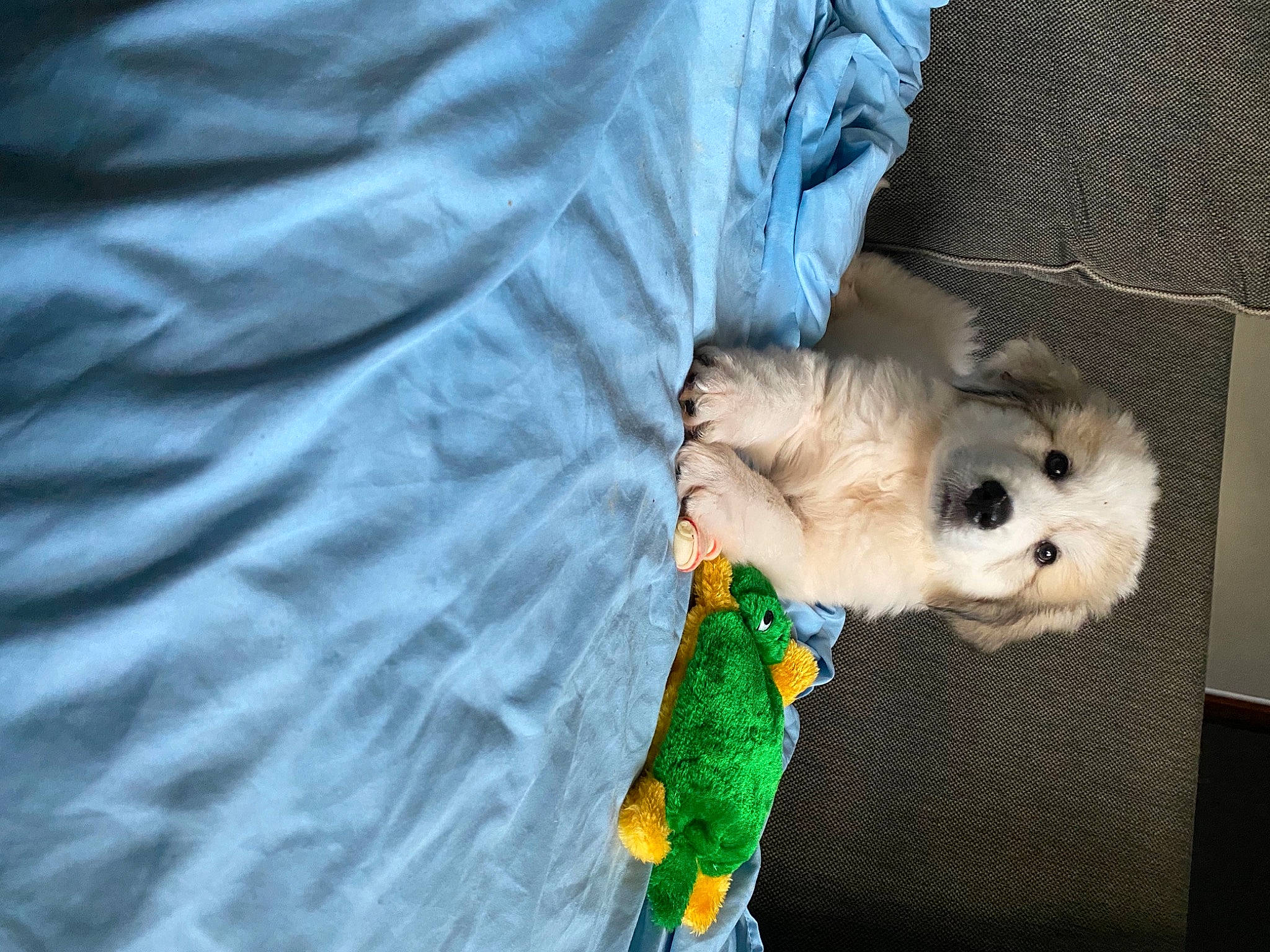 Xander joined the competition — help win amazing prizes! canidae, carnivore, companion_dog, dog, dog_breed, dog_clothes, dog_supply, fawn, fur, maltepoo, pet_supply, small_terrier, snout, sporting_group, stuffed_toy, tail, terrier, toy, toy_dog, working_animal