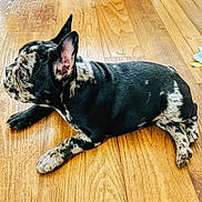 Izzy is registered to the contest to win money with this photo: puppy, dog, black_and_white, speckled, wooden_floor, laying_down, pet, animal, cute, indoor, curious, ears_up, young_dog, canine, fur_pattern, resting, side_view, domestic_animal, flooring, small_dog