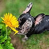 Izzy is registered to the contest to win money with this photo: dog, flower, yellow_flower, greenery, grass, pet, outdoor, nature, sniffing, ears, black_and_white, cute, animal, closeup, leaf, plant, canine, fur, small_dog, adorable