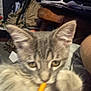 Ninnie Poo joined the competition — help win amazing prizes! kitten, cat, gray_tabby, close_up, playful, indoor, furniture, chair, bag, papers, orange_object, pet, animal, whiskers, ears, paw, curious, blurry, domestic_cat, feline
