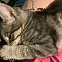 Ninnie Poo joined the competition — help win amazing prizes! kitten, tabby, cat, sleeping, fur, closeup, pet, animal, lap, human, tattoo, skin, pink_clothing, resting, cozy, indoor, soft, cute, young_cat, feline