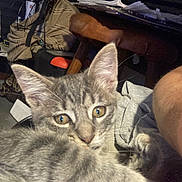 Ninnie Poo is registered to the contest to win money with this photo: kitten, cat, gray_tabby, pet, animal, paw, closeup, indoor, curious, eyes, feline, fur, whiskers, young, cute, domestic, cozy, background, chair, papers