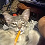 cat, blur, pencil, close_up, indoor, furniture, paper, brown_chair, playful, pet, animal, orange, fur, whiskers, ears, clutter, movement, curious, domestic_cat, background