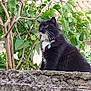 cat, black_cat, white_chest, collar, outdoor, stone_wall, tree, green_leaves, feline, pet, animal, nature, garden, fur, whiskers, alert, side_view, daylight, domestic_cat, watchful