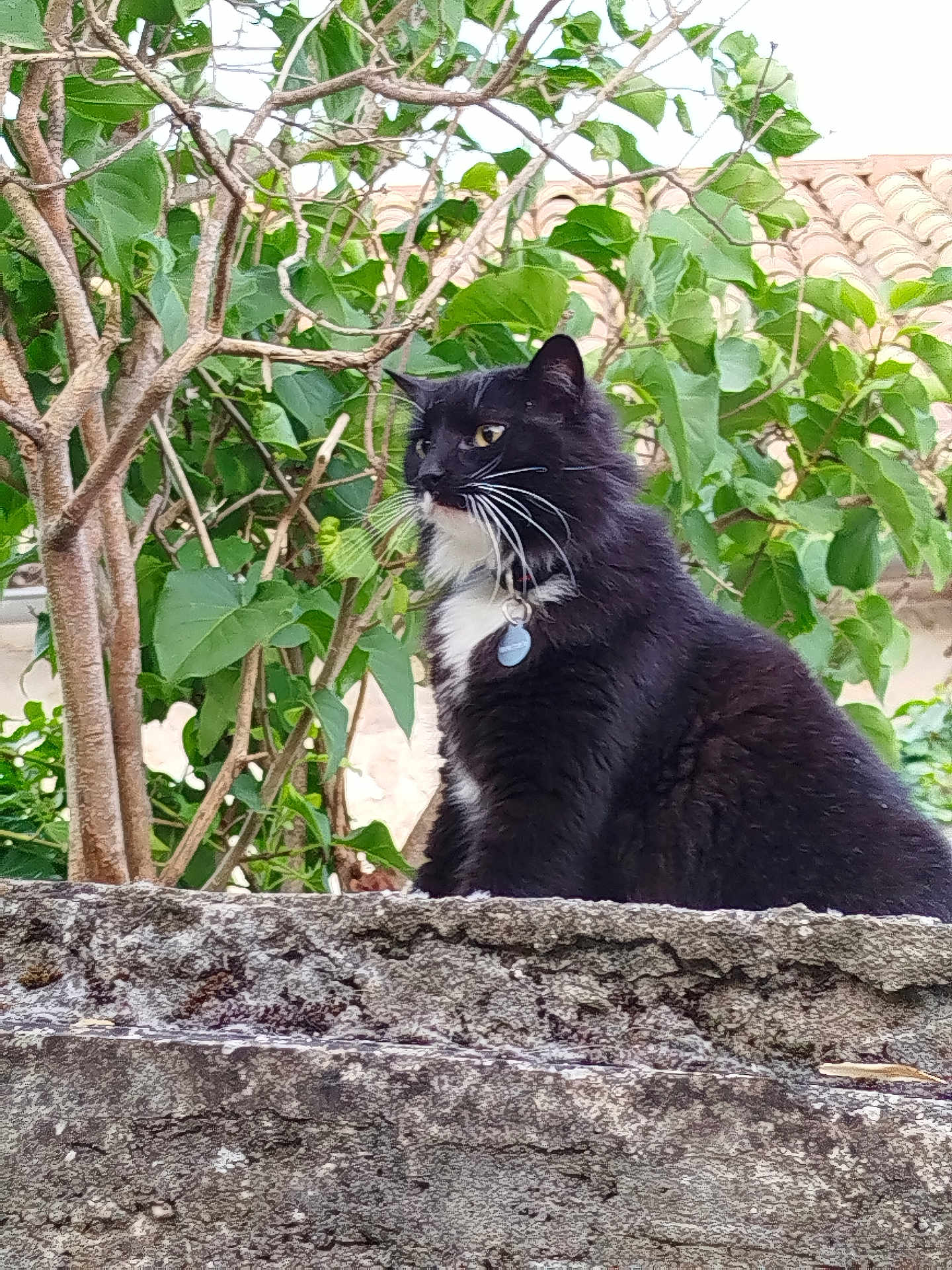Lilie