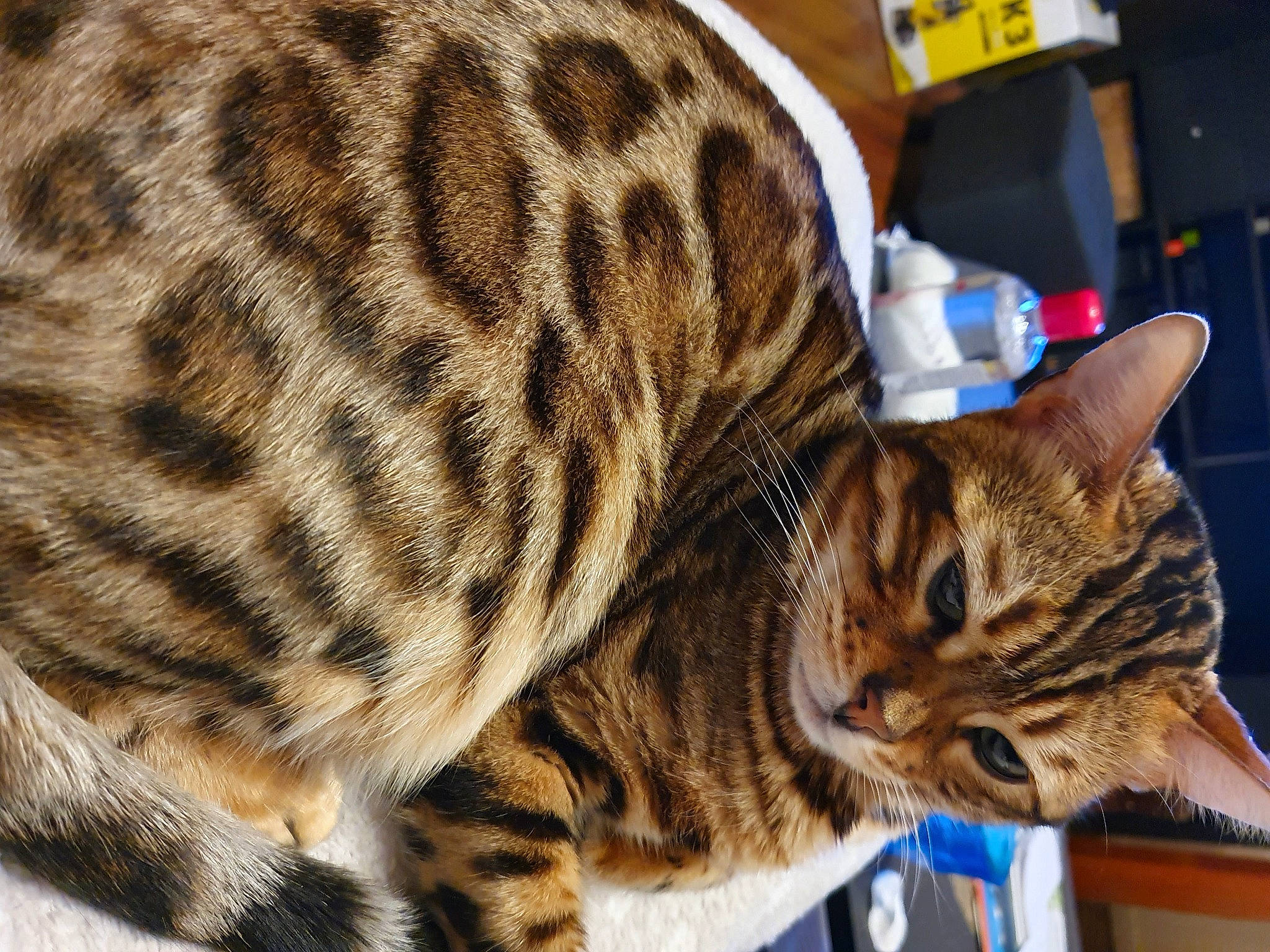 Onyx a rejoint le concours — aidez-le/la à gagner de superbes lots ! american_shorthair, asian, bengal, california_spangled, carnivore, cat, domestic_short_haired_cat, dragon_li, european_shorthair, felidae, fur, kitten, mammal, ocicat, small_to_medium_sized_cats, sokoke, tabby_cat, toyger, vertebrate, whiskers