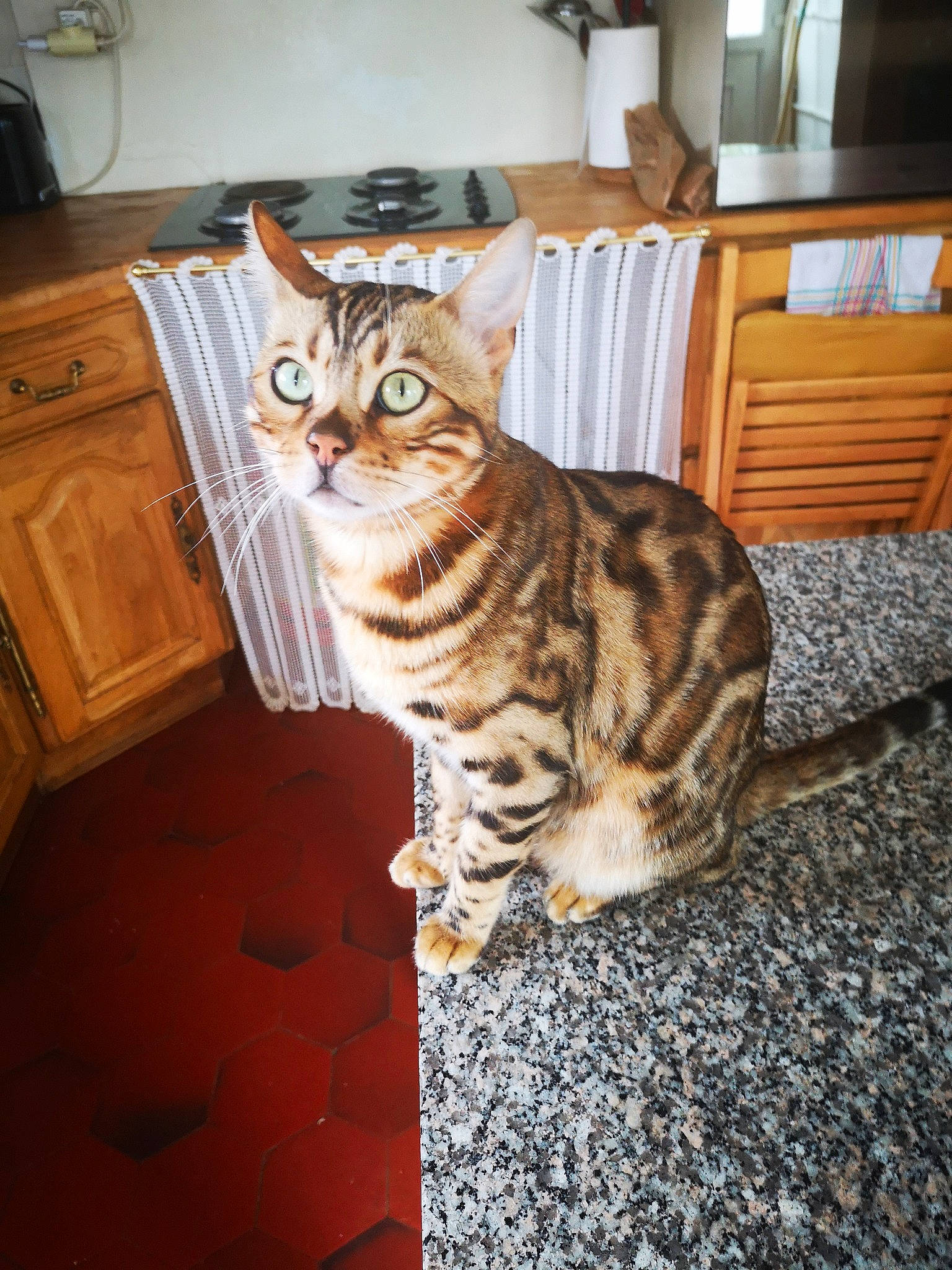 Onyx participe au concours pour gagner de l'argent avec cette photo : american_shorthair, asian, bengal, carnivore, cat, domestic_short_haired_cat, dragon_li, european_shorthair, felidae, floor, flooring, mammal, ocicat, small_to_medium_sized_cats, sokoke, tabby_cat, toyger, vertebrate, whiskers, wood