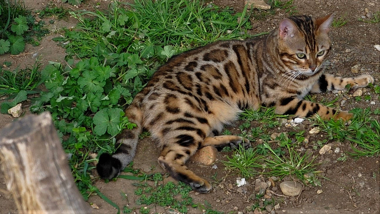 Onyx participe au concours pour gagner de l'argent avec cette photo : arabian_mau, asian, bengal, carnivore, cat, domestic_short_haired_cat, dragon_li, european_shorthair, felidae, mammal, rusty_spotted_cat, small_to_medium_sized_cats, sokoke, tabby_cat, terrestrial_animal, toyger, vertebrate, whiskers, wild_cat, wildlife