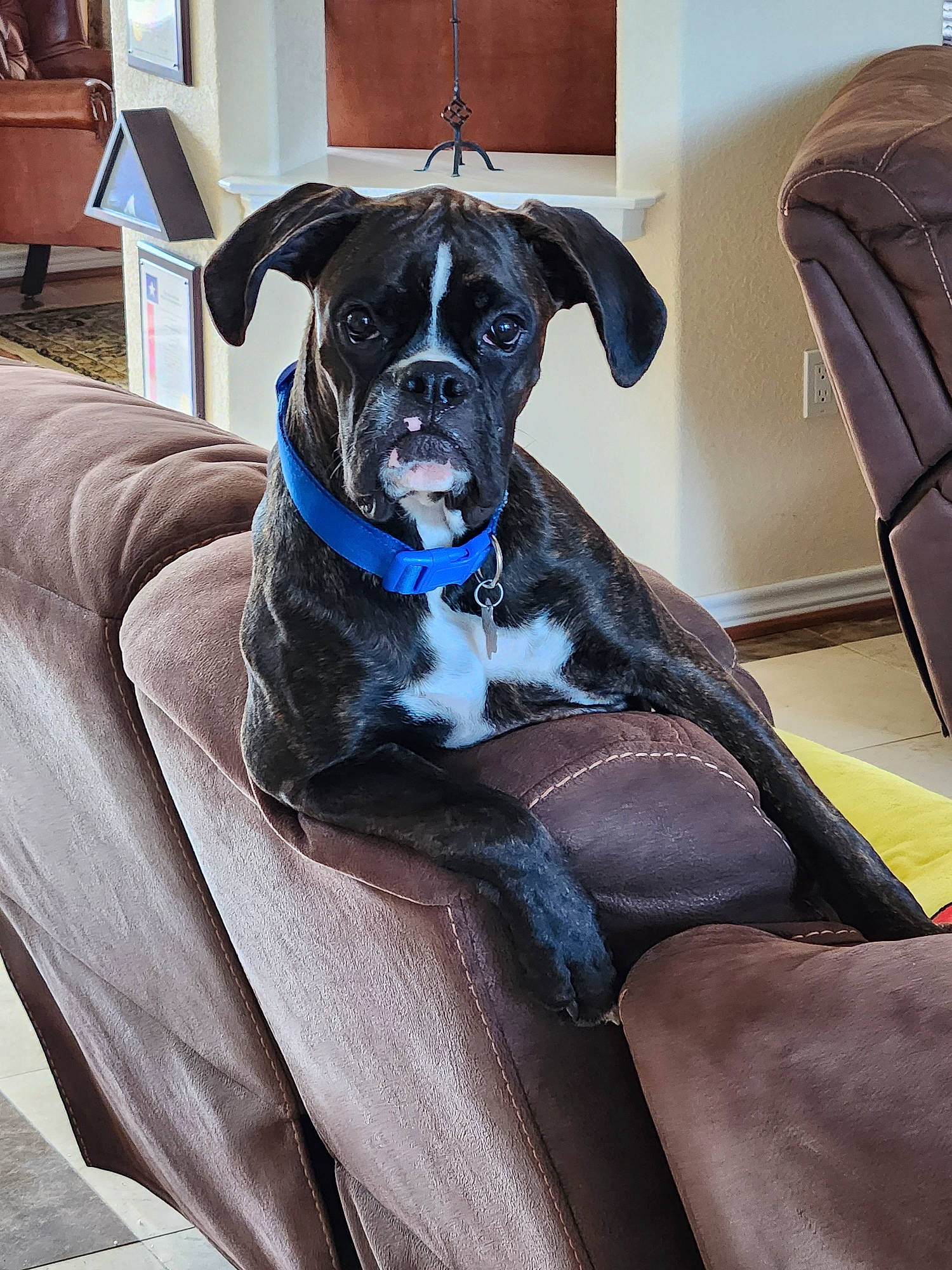 Dudlee joined the competition — help win amazing prizes! borador, canidae, carnivore, chair, club_chair, collar, comfort, companion_dog, couch, dog, dog_breed, dog_collar, dog_supply, electric_blue, fawn, guard_dog, snout, sporting_group, toy_dog, working_animal