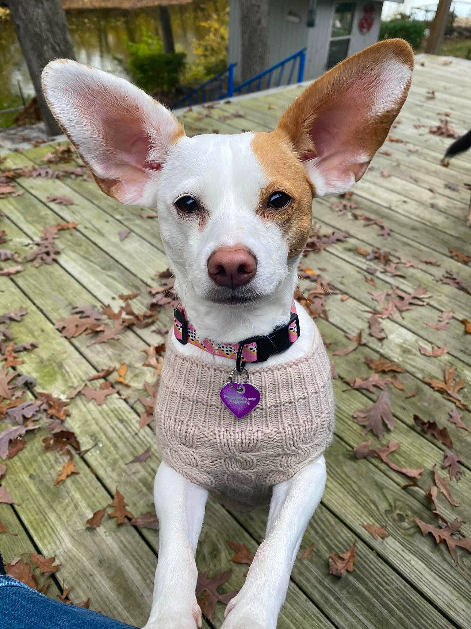 Meadow is registered to the contest to win money with this photo: art, bicycle, canidae, carnivore, collar, companion_dog, dog, dog_breed, dog_collar, dog_supply, fawn, non_sporting_group, pattern, snout, sporting_group, terrestrial_animal, terrier, whiskers, wood, working_animal